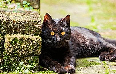 《神力科莎：竞速》新DLC“挑战包” 3月23日上线